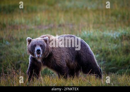 A large grizzly bear.  Lake Clark National Park, Alaska. Stock Photo