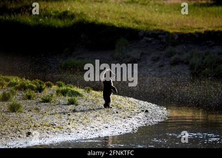 Bear cub standing by the river at sunset Stock Photo