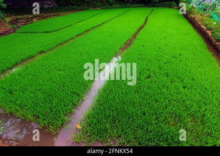 Green field of growing rice plant with water. Stock Photo