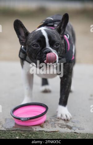 8-Month-Old brindle and white Frenchie female puppy licking nose after drinking water. Off-leash dog park in Northern California. Stock Photo