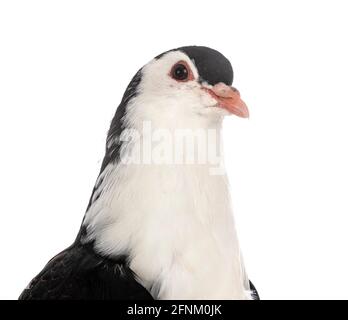 Lahore pigeon in front of white background Stock Photo