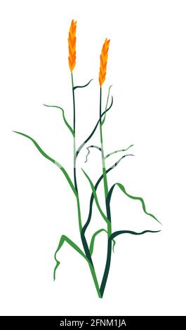 Grass wildflower plant with foliage and flora Stock Vector