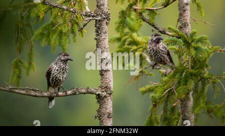 Two spotted nutcrackers sitting on treetop in summer Stock Photo