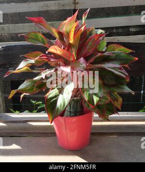 Chinese Evergreen or red Aglaonema plantin pink color tree pot on gray wooden table, Colorful leaves of ornamental plant Stock Photo