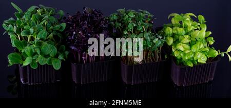 Microgreens of sunflower, purple radish and basil in plastic trays on black background, growing microgreens. Stock Photo