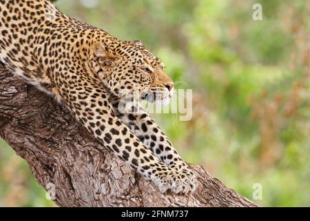 Leopard (Panthera pardus) stretching on tree trunk. Mapungubwe National Park, Botswana, Africa Stock Photo