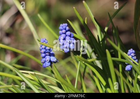 Blue grape hyacinth flowers, Muscari armeniacum, blooming in the spring sunshine, Shropshire, England Stock Photo