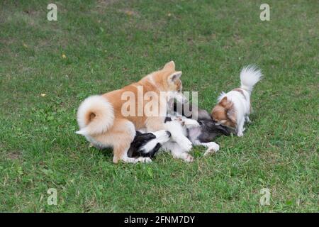 Border collie puppy, akita inu puppy and chihuahua puppy are playing on a green grass in the summer park. Four month old. Pet animals. Purebred dog. Stock Photo