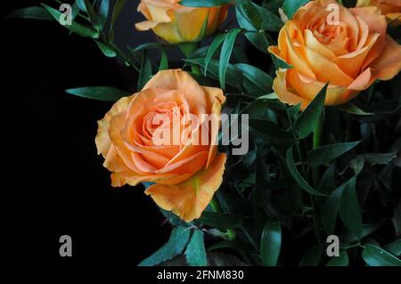 Bouquet of orange roses on black background to celebrate such holidays as Valentine's Day, Birthday, Mother's Day or International Women's Day Stock Photo