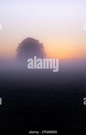 Lonely tree in fog during sunrise Stock Photo