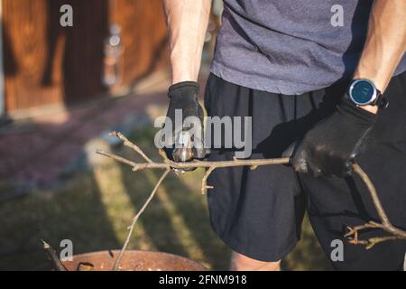 Detail of the deployment of a young temporary worker in a forest environment while cutting branches. Sharp scissors cut through a small tree stem like Stock Photo