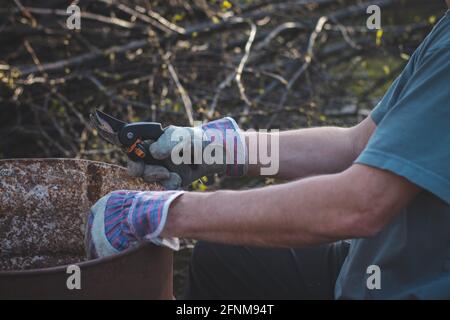 Detail of the deployment of a young temporary worker in a forest environment while cutting branches. Sharp scissors cut through a small tree stem like Stock Photo