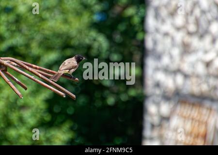 A bird standing on a wire with green trees in the background. Stock Photo