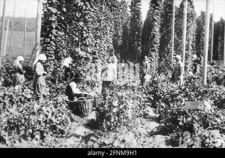 agriculture, hops, hop cultivation in Hallertau, farmers harvesting, Bavaria, 1930s, ADDITIONAL-RIGHTS-CLEARANCE-INFO-NOT-AVAILABLE Stock Photo