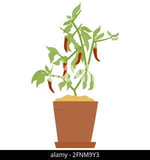 Chilli pepper in pot. Isolated vector illustration for handmade, postcard, print on t-shirt, stickers. Home gardening pepper pods Stock Vector
