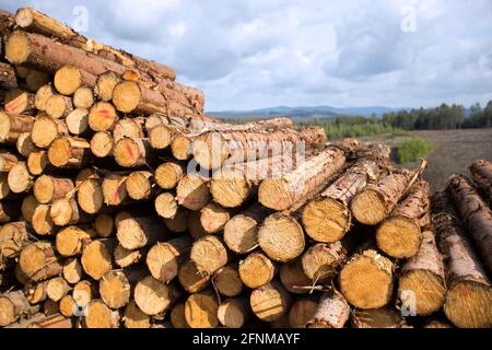 felled tree trunks in the spring forest Stock Photo