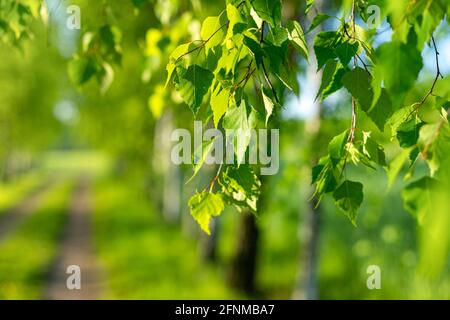 Birch leaves in the evening spring sun. Young leaves of trees. The charms of the Polish countryside. Visiting Poland, Mazovia. Summer evening in the c Stock Photo