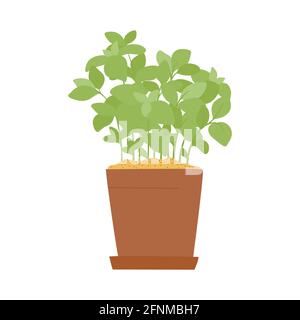 Green basil in pot. Isolated vector illustration for handmade, postcard, print on t-shirt, stickers. Home gardening Stock Vector