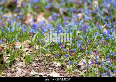 Blooming lawn with pretty blue Scilla bifolia or two-leaf squill and purple Corydalis cava in wild sunny forest. Spring flowers details with selective Stock Photo