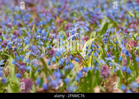 Magic light shining from blooming lawn with pretty blue Scilla bifolia squill and purple Corydalis cava in wild sunny forest. Spring flowers details w Stock Photo