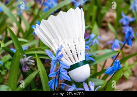 Badminton white feather shuttlecock close-up in spring blue scilla flowers lawn. Play sports activity outdoors on fresh air. Stock Photo