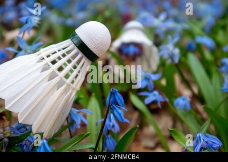 Badminton white feather shuttlecocks close-up in spring blue scilla flowers lawn with blurred focus background. Play sports activity outdoors on fresh Stock Photo