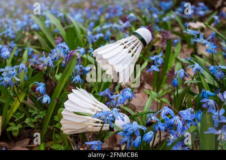 Two badminton white feather shuttlecocks close-up in spring blue scilla flowers lawn with blurred focus background. Play sports activity outdoors on f Stock Photo