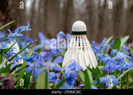 Shuttlecock stand up. Badminton white feather shuttle close-up in spring blue scilla flowers lawn with blurred focus background. Play sports activity Stock Photo