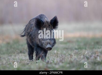 Wild boar (sus scrofa ferus) walking in forest and looking at camera. Wildlife in natural habitat Stock Photo