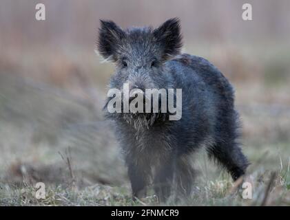 Wild boar (sus scrofa ferus) walking in forest and looking at camera. Wildlife in natural habitat Stock Photo