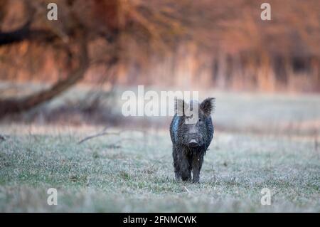 Wild boar (sus scrofa ferus) walking in forest and looking at camera. Wildlife in natural habitat Stock Photo