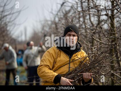 Handsome farmer carrying cut branches and workers pruning fruit trees in background Stock Photo
