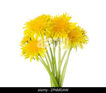Bouquet of Dandelion flowers isolated on a white background. Selective focus. Stock Photo