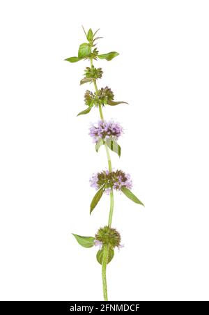 Sprig  of Mentha arvensis (Field Mint or Wild Mint) with  tiny flowers  isolated on white background. Selective focus. Stock Photo