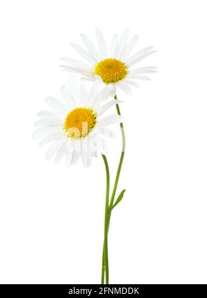 Two flowers of Chamomile ( Ox-Eye Daisy ) isolated on a white background. Stock Photo