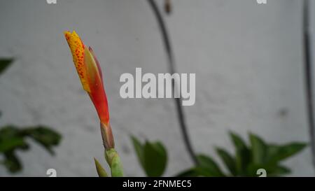 Yellow flower with red spots, Canna indica yellow flower blooming with many colors. Indian Canna flower in selective focus Stock Photo