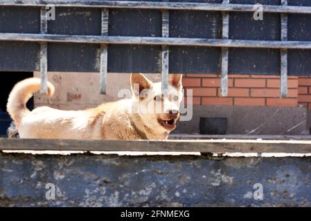 light dog walks behind the fence and barks Stock Photo