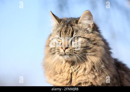 Portrait of a fluffy tabby cat with yellow eyes outdoor. Beautiful cat with serious face. Close up, selective focus, blue background and copy space. Stock Photo