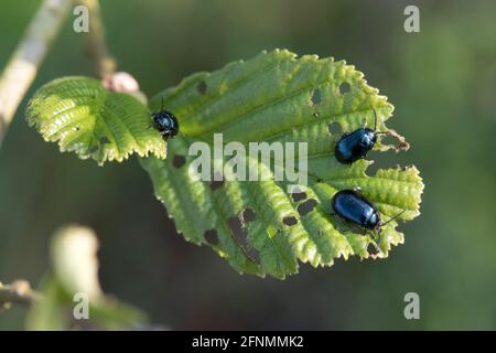 Adult alder beetles (Agelastica alni) feeding on young leaves of black alder (Alnus glutinosa) in spring, Berkshire, April Stock Photo