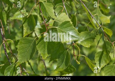 Young spring triangular leaves with slender stalks of a silver birch tree (Betula pendula) in light woodland, Berkshire, May Stock Photo