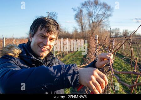 Young farmer pruning branches of vines in vineyard in winter Stock Photo