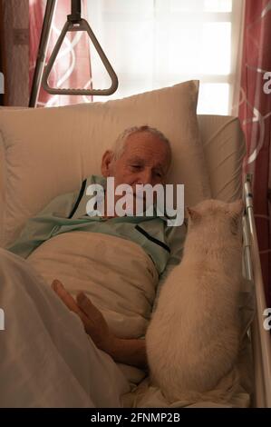 Cute white cat sitting on bed beside her sick senior owner lying Stock Photo