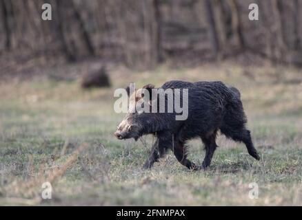 Portrait of male wild boar (sus scrofa ferus) with big fangs walking on meadow in front of forest in winter time. Wildlife in natural habitat Stock Photo