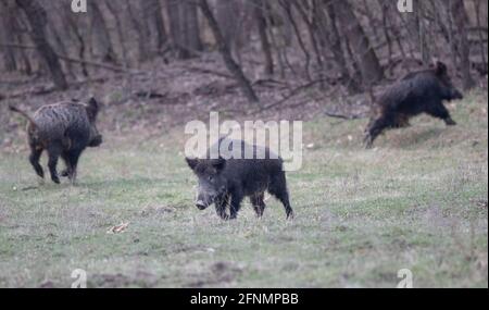 Group of wild boars (sus scrofa ferus) running on meadow in forest in winter time.  Wildlife in natural habitat Stock Photo