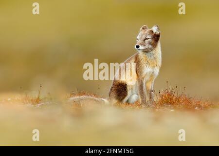 Arctic Fox, Vulpes lagopus, cute animal portrait in the nature habitat, grassy meadow with flowers, Svalbard, Norway. Beautiful wild animal in the whi Stock Photo