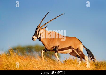 Gemsbok with golden grass. Gemsbuck, Oryx gazella, large antelope in nature habitat, Nxai Pan, Botswana, Africa. Wild animals in the savannah. Animal Stock Photo