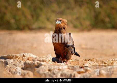 Bateleur, Terathopius ecaudatus, young bird eagle on the rocky ground, drinking at waterhole against sunny, dry desert in background. Africa wildlife Stock Photo