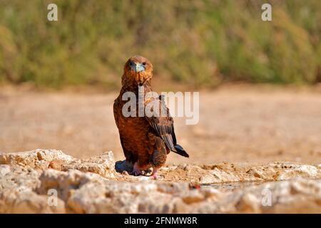 Bateleur, Terathopius ecaudatus, young bird eagle on the rocky ground, drinking at waterhole against sunny, dry desert in background. Africa wildlife Stock Photo