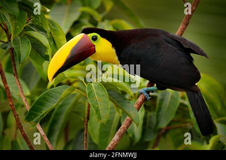 Toucan with big bill. Rainy season in America. Chestnut-mandibled toucan sitting on branch in tropical rain with green jungle background. Wildlife sce Stock Photo