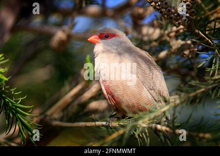 Common waxbill, Estrilda astrild,  bird hidden in the nature habitat. Waxbill sitting on the branch in the wild nature, Okavango delta, Botswana in Af Stock Photo